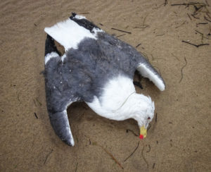 Dead albatross Peter, found in Luanco, Spain.