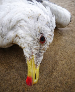 Dead albatross Peter, found in Luanco, Spain.