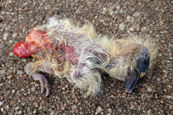 Dead Baby Bird Carlotta, found in Trier, Germany.