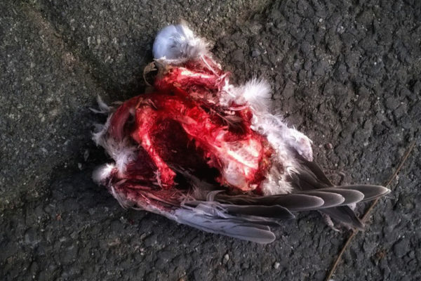 Dead Dove Cornelia, found in Germany.