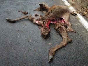 Marie the deer, found on a street in Germany after a car accident.
