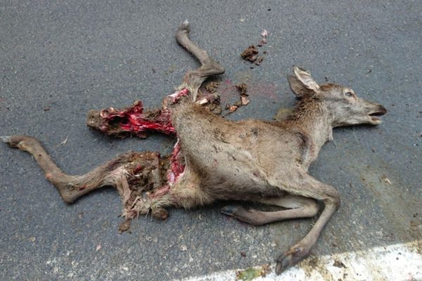 Marie the deer, found on a street in Germany after a car accident.