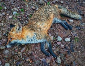 Dead Fox Leopold, found near the vinyards in mid-western Germany.