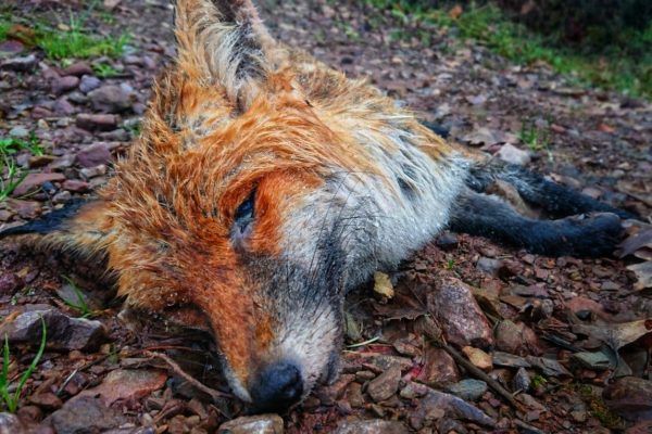 Dead Fox Leopold, found near the vinyards in mid-western Germany.
