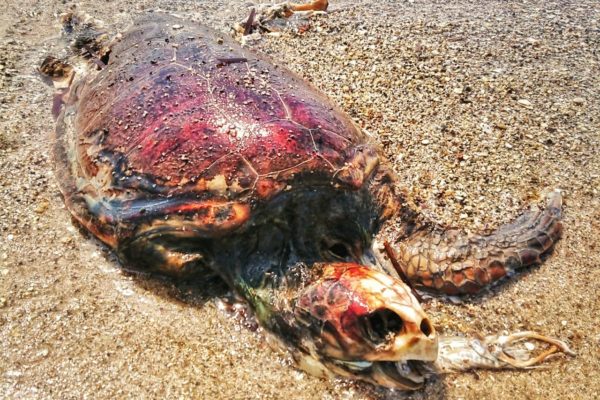 Dead Turtle Max, found on a beach on Kos, Greece.